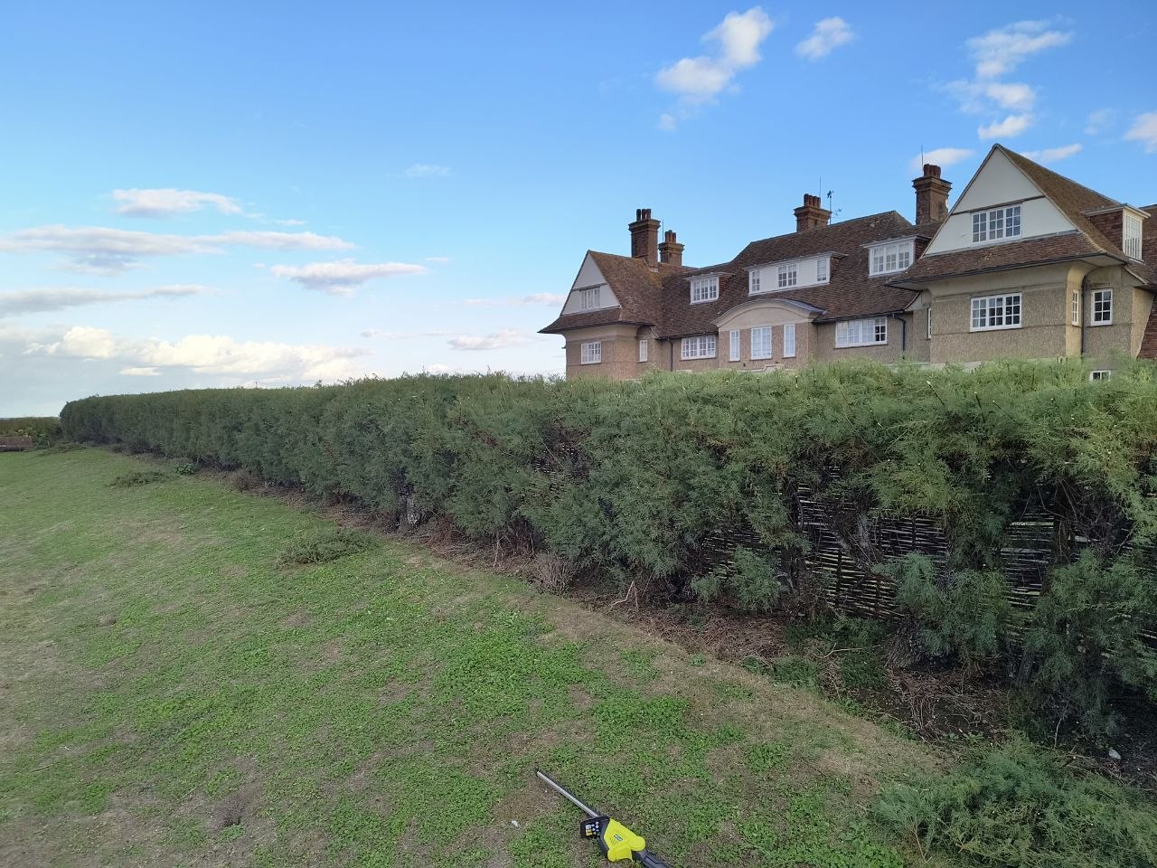 A long tamarisk hedge running beside a lawn with woven hurdle fencing showing at its base, a long-reach trimmer on the grass and a large brick house behind