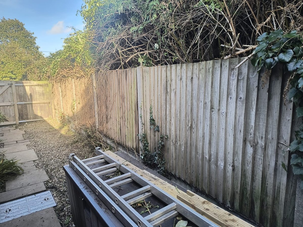 A wooden boundary fence with a thick tangle of bramble and ivy growing over the top and a ladder in the foreground